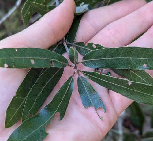 Image of Quercus incana by no rights reserved