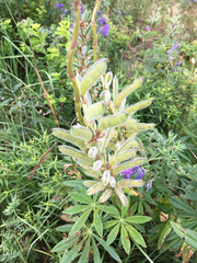 Lupinus polyphyllus