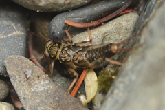 Perlodidae
