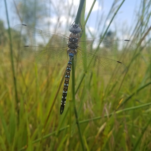 Blue-eyed Darner photographed in Colorado