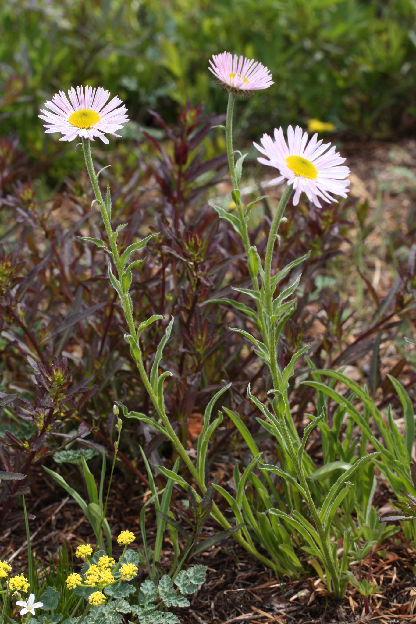 Erigeron glacialis var. glacialis