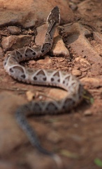 Bothrops moojeni