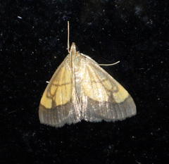 Evergestis limbata