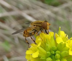 Parhelophilus laetus