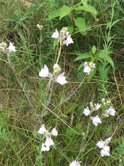 Linaria repens