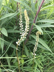 Veronicastrum virginicum
