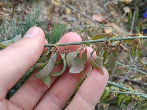 Small Ganna (Lebeckia plukenetiana)