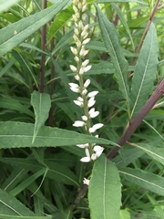 Veronicastrum virginicum