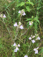 Linaria repens