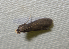 Eccopisa effractella