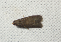 Eccopisa effractella