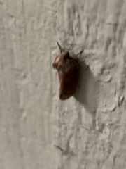 Acrolophus plumifrontella