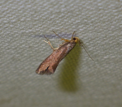 Crassa unitella
