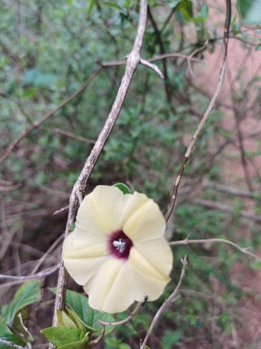 Image of Hewittia malabarica by (c) Margaret Burger, some rights reserved (CC BY-SA)