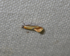 Batia lunaris