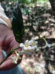 Mitriostigma axillare, photograph (c) Margaret Burger, some rights reserved (CC BY-SA)