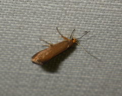 Crassa unitella