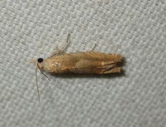 Eucosma conterminana