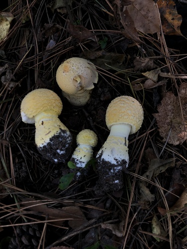 American Yellow Fly Agaric