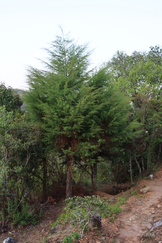 Cedar-of-Goa (Hesperocyparis lusitanica)
