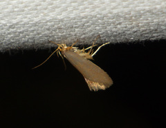 Crassa unitella