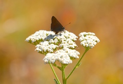 Satyrium saepium