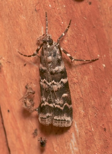 Southern Pine Coneworm Moth photo 5
