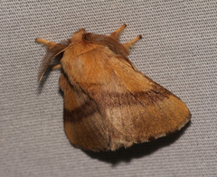 Malacosoma disstria