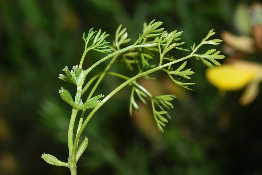 Notiosciadium