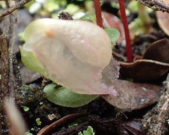 Corybas unguiculatus