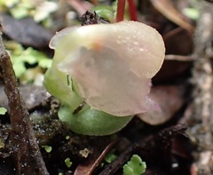 Corybas unguiculatus