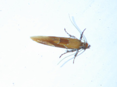 Epicallima formosella