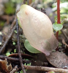 Corybas unguiculatus