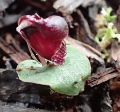Corybas unguiculatus