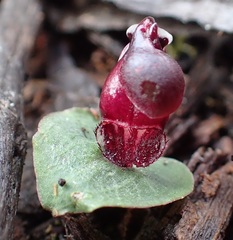 Corybas unguiculatus