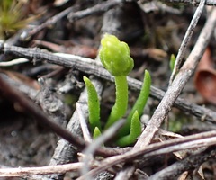 Phylloglossum drummondii