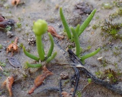 Phylloglossum drummondii