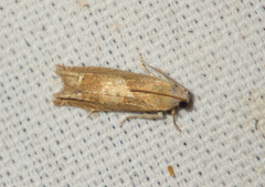 Eucosma conterminana