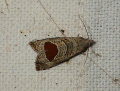 Notocelia uddmanniana