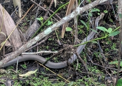 Coluber constrictor latrunculus