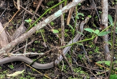 Coluber constrictor latrunculus