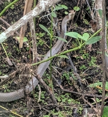 Coluber constrictor latrunculus