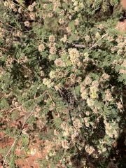 Mimosa aculeaticarpa biuncifera