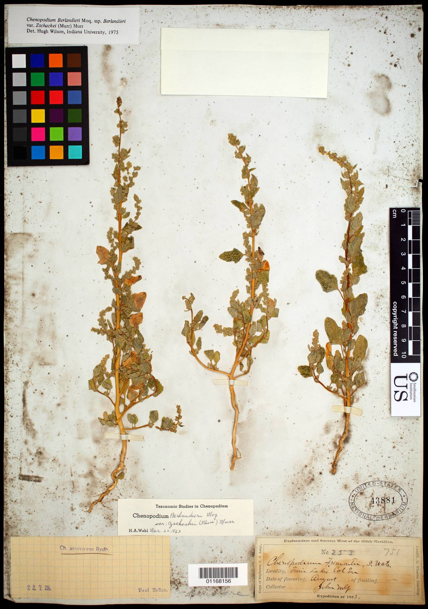 Chenopodium berlandieri var. zschackei
