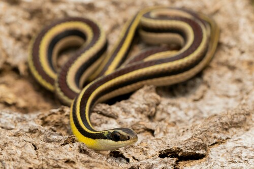 Photo of a Lema's Ground Snake (Lygophis dilepis)