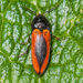 Black-centered Click Beetle - Photo (c) oldbilluk, some rights reserved (CC BY-NC-SA)