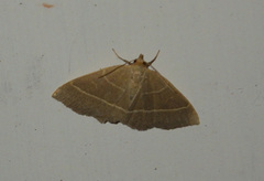 Trisateles emortualis