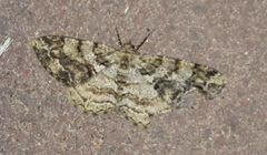 Peribatodes secundaria