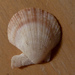 Dwarf Fan Shells - Photo (c) Rebecca, some rights reserved (CC BY-NC), uploaded by Rebecca