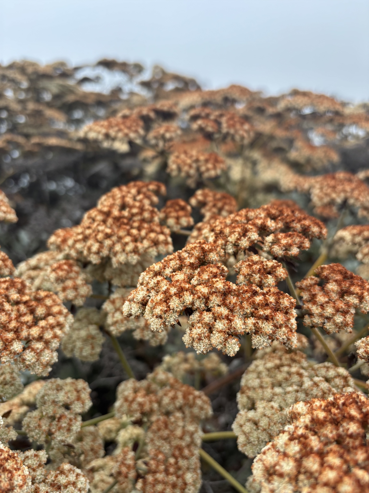 Eriogonum giganteum